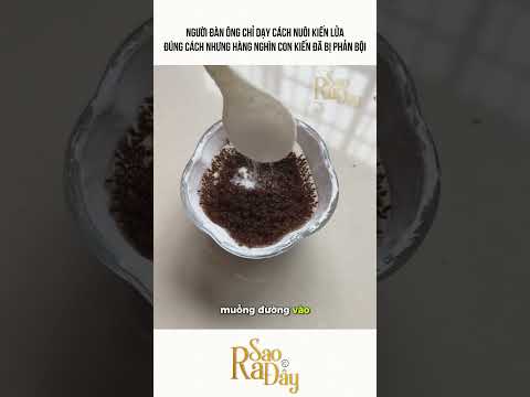 NGƯỜI ĐÀN ÔNG CHỈ DẠY CÁCH NUÔI KIẾN LỬA ĐÚNG CÁCH NHƯNG HÀNG NGHÌN CON KIẾN ĐÃ BỊ PHẢN BỘI thumbnail