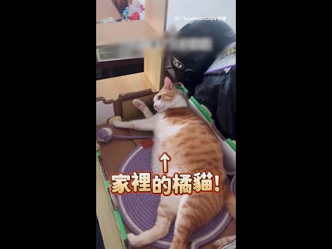 【天使貓主動露肚肚】讓主人摸到飽　信任感直接滿出來❤ #Shorts thumbnail