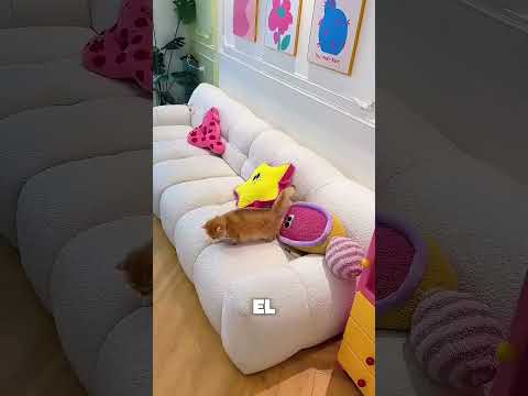 ¡Alguien destrozó el sofá… Las cámaras de seguridad revelaron la verdad! thumbnail