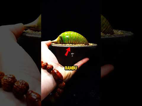 Mengapa Orang-Orang Sengaja Menghambat Pertumbuhan Bambu ini❗😮 #shorts thumbnail