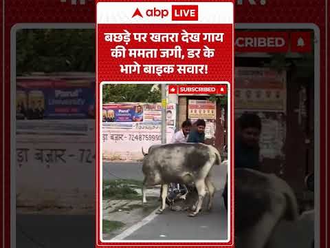 Viral Video: बछड़े पर खतरा देख गाय की ममता जगी, डर के भागे बाइक सवार!  |ABPLIVE thumbnail