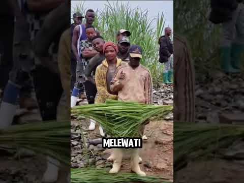 Begini Cara Orang Afrika Menangkap Maling! thumbnail