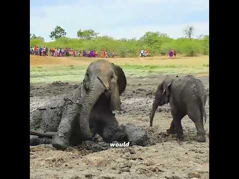 An animal's attack is not necessarily harm! #pets #cute #funny #shorts thumbnail