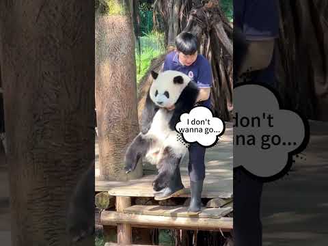 Watching a keeper casually lift a giant panda. thumbnail