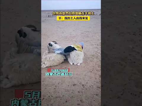 🇨🇳 小男孩悠然自得躺在羊背上，万物有灵画面治愈 🇬🇧 Boy Relaxes on a Sheep's Back in Inner Mongolia thumbnail