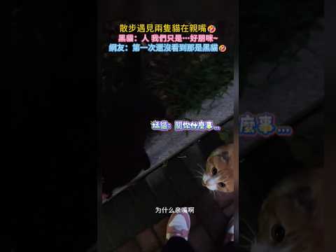 散步遇見兩隻公咪在親嘴💥❗ 橘🐱：關你什麼事😳你閉嘴🤐 網友：第一次還沒看見小黑貓🤣 #cat #cute #funny #funnyshorts #shorts thumbnail
