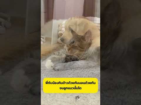 พี่น้องต่างสายพันธุ์ #shorts #อาหารสมอง #cat #dog thumbnail