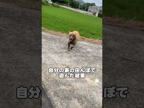 田んぼで遊んで泥まみれになったゴールデン　　#ゴールデンレトリバー #大型犬　#犬　#かわいい犬 #面白い犬 thumbnail