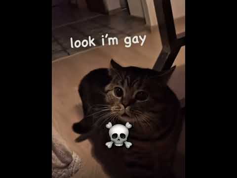 Dogs Speaking Language VS Cats ☠️ #edit #usa #skulledit #muslim #doglover #catlover #kucing thumbnail