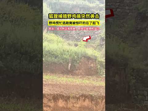 狐狸捕獵野雞搞突然襲擊，野雞慌忙逃跑竟被驚嚇的忘了起飛，網友：或許附近有雞崽，野雞隻能犧牲自己！#shorts thumbnail