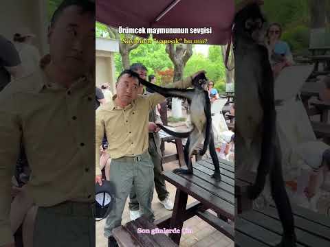 Örümcek maymununun sevgisi #shorts #xinjiang #çin thumbnail