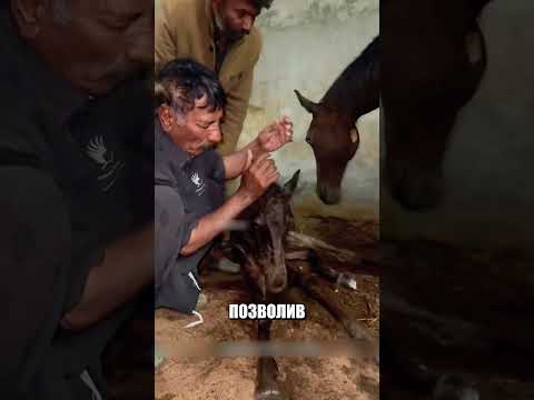 Мужики совершили невероятно добрый ПОСТУПОК💪❤️🐎 thumbnail