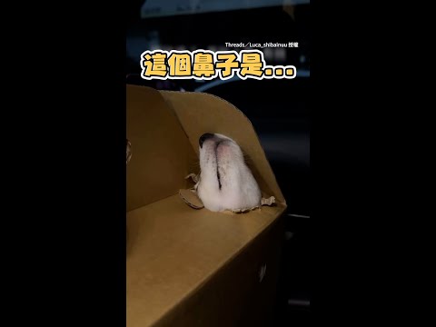 【這隻絕對有純】哈士奇還沒到家就開拆　媽直接傻眼XD｜#寵物雲 #shorts thumbnail