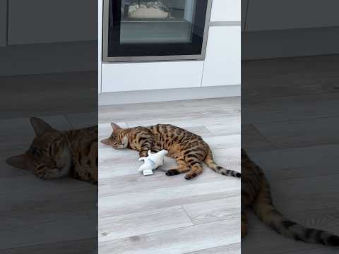 Синди тренируется на игрушке ! #кошка #охота #бенгальскаякошка #бенгал thumbnail