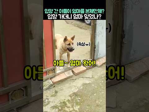 입양 간 아들이 엄마를 본체만체? 입양 가더니 엄마 잊었나? thumbnail