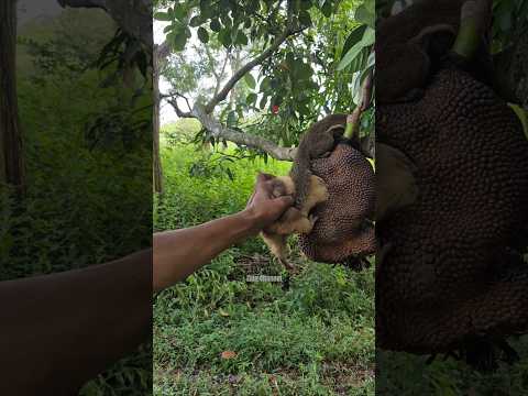 Cute animal #shortsanimal #videotren #viralshorts thumbnail