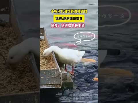 小鴨子化身飼養員餵錦鯉 thumbnail