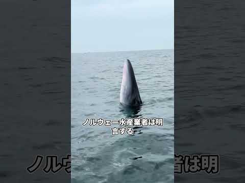 ノルウェーサーモン帝国が日本の技術を離れたら一晩で崩壊する原因やばすぎる thumbnail