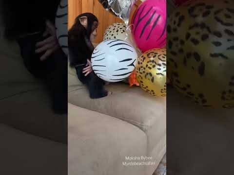 #baloon #cute #fun #funnyanimals #lol thumbnail