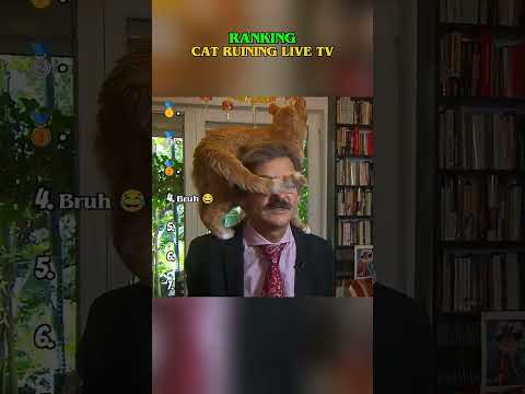stealing the show #cats #funny #live #funnycats #ranking thumbnail
