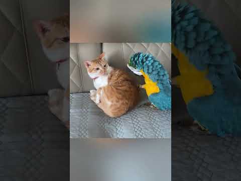 小猫正在沙发上睡觉时，鹦鹉悄悄走过去用爪子弄它，猫：你最好是有什么要说#金榜同行时# thumbnail