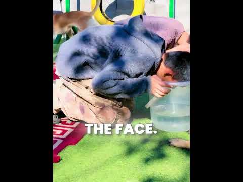 Smart Dogs Exposed the Cheaters in the Breath Holding Challenge ?❤️ #shorts thumbnail