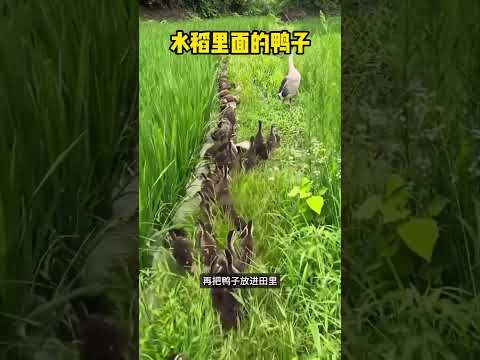 水稻?里面的鸭子? #感人壹幕 #科普 #大熱門 #影視解説 #funny #影视聚焦 #animals #精彩影视 thumbnail