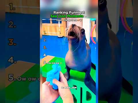 Ranking The Funniest Sea Lion Moments Part 2 thumbnail