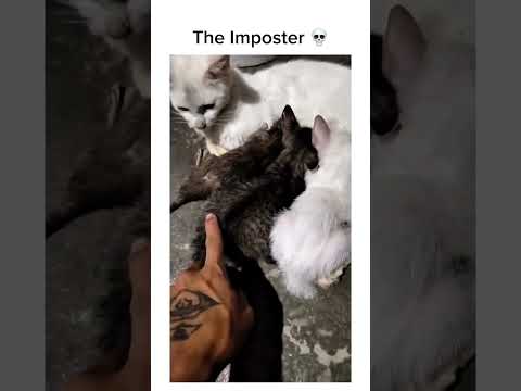 Imposter among the kittens! ? Subscribe for more! #shorts thumbnail