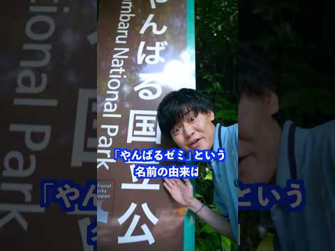 ｢やんばるゼミ｣という名前の由来は… #shorts #学校 #先生 thumbnail