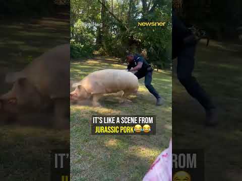 When catching a pig goes completely wrong 😭 #funny #police #fail thumbnail