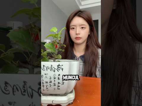 Cewek Ini Gabungin Apel dan Semangka, Hasilnya Gila! #shortvideo #viral thumbnail