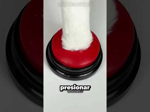 Mi Gato Me Engaña Y Esconde Mi Teléfono 😱 thumbnail
