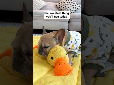 This Is How My Dog Takes A Nap😭❤️ thumbnail