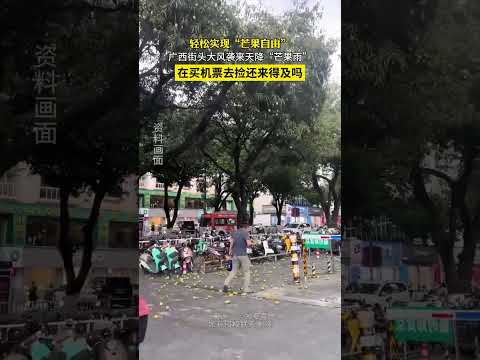 輕鬆實現「芒果自由」，廣西街頭大風襲來天降「芒果雨」，在買機票去還來得及嗎？ thumbnail