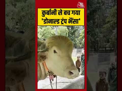 Shorts | कुर्बानी से बच गया 'डोनाल्ड ट्रंप भैंसा' #eiduladha2026 #viralvideo thumbnail