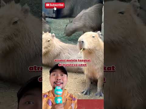 CAPYBARA Debus Tongkat Ala sirkus!!?? #funny #capybara #shortfeed #trending thumbnail