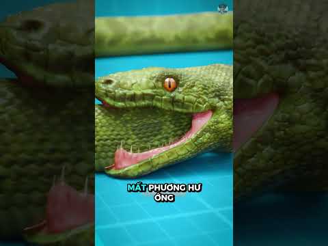 Điều gì xảy ra khi một con rắn bắt đầu ăn đuôi của chính mình #kienthuc #giaitri thumbnail