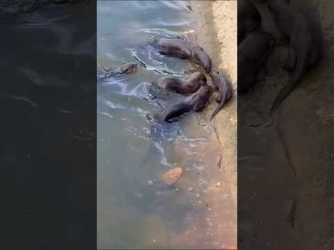Baby Otter Showing off Its swimming skills.#otter #otters #sgwildlife thumbnail