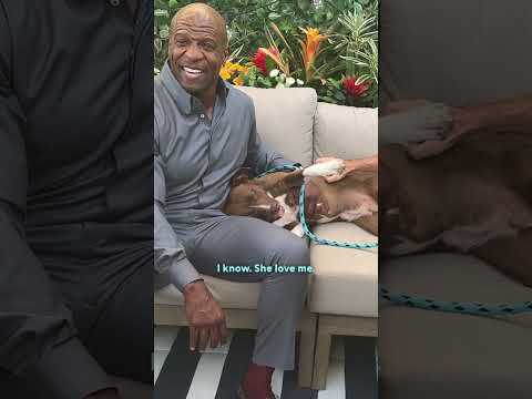Terry Crews Instantly Won Over Simon Cowell’s Dodo Dream Date | The Dodo thumbnail