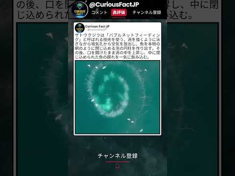 クジラたちが作る罠、本当にすごい thumbnail