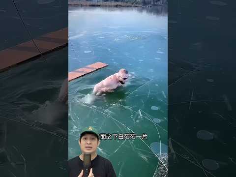 PAPA BERENANG DI DALAM LUBANG ES‼️😱 @A2FactsForid #remix #dubbing #trending thumbnail