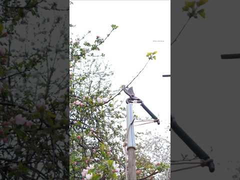 A Tool for Pruning High Branches or Picking High Fruits without using a Ladder #gardening #diy #tips thumbnail