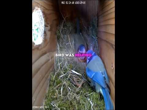 Hidden camera captured bird family 😭🐦 thumbnail