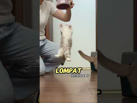 Kucing Cebol Ini Kalo Liat Makanan Langsung Kesurupan ?? thumbnail