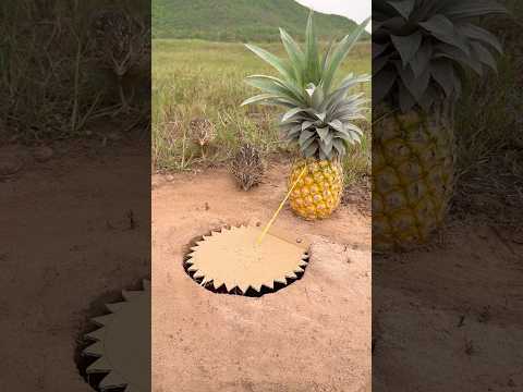 Unique Creative Quail Trap Using Pineapple and Paper #shorts thumbnail