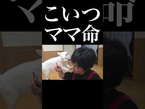 【ママ命】食事中も離れたくないストーカー白猫が可愛すぎました??　 #保護猫 #猫のいる暮らし #猫 thumbnail