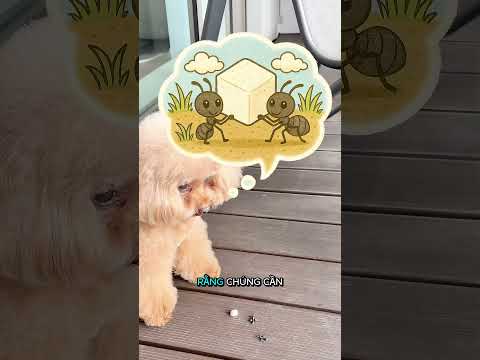 Chú Chó Nhỏ Này Đã Nhường Đồ Ăn Cho Những Chú Kiến thumbnail