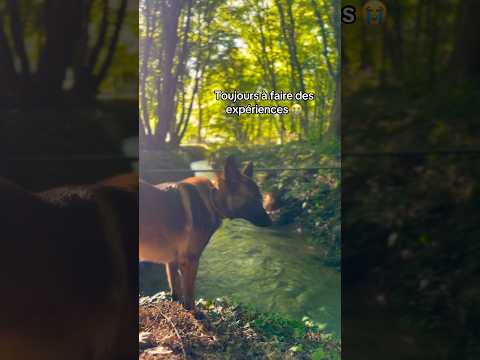 Toujours à faire des bêtises celui-là 😭 #ades #chien #malinois #ninolemalou #betises thumbnail