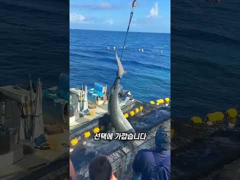 상어 바다로 되돌리기 thumbnail